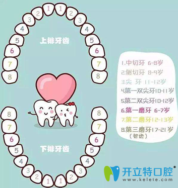 拉斐爾口腔醫(yī)生解析人有多少顆牙齒及牙齒缺失的影響